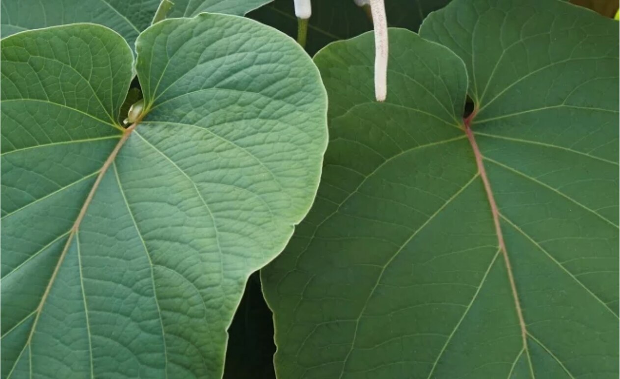 Conoce los usos y propiedades de la Hoja Santa