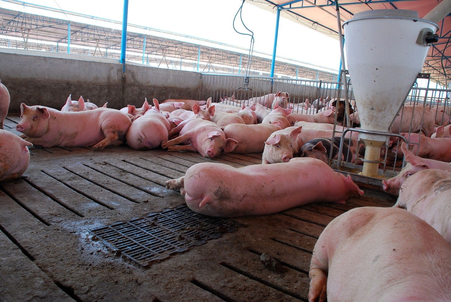 Porcicultores solicitan revisar reglas sanitarias