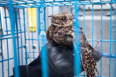 Tapacaminos cuerporrín mexicano, el ave localizada en calles de Querétaro