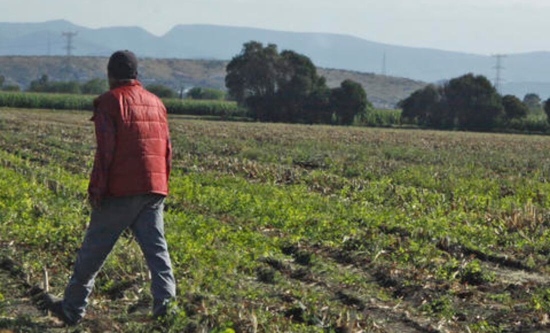 Cultivos en SJR, dañados por lluvia