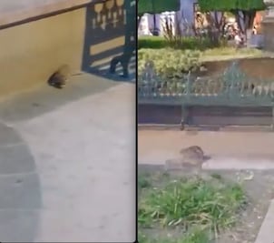 Video. Denuncian plaga de ratas en Querétaro
