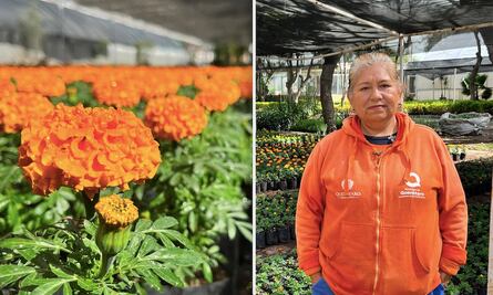 50 mil flores de cempasúchil están listas para pintar de naranja a Querétaro