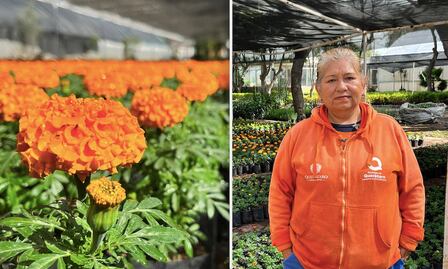 50 mil flores de cempasúchil están listas para pintar de naranja a Querétaro