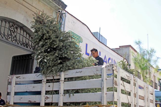 Ayuntamiento de Corregidora recolecta árboles de navidad