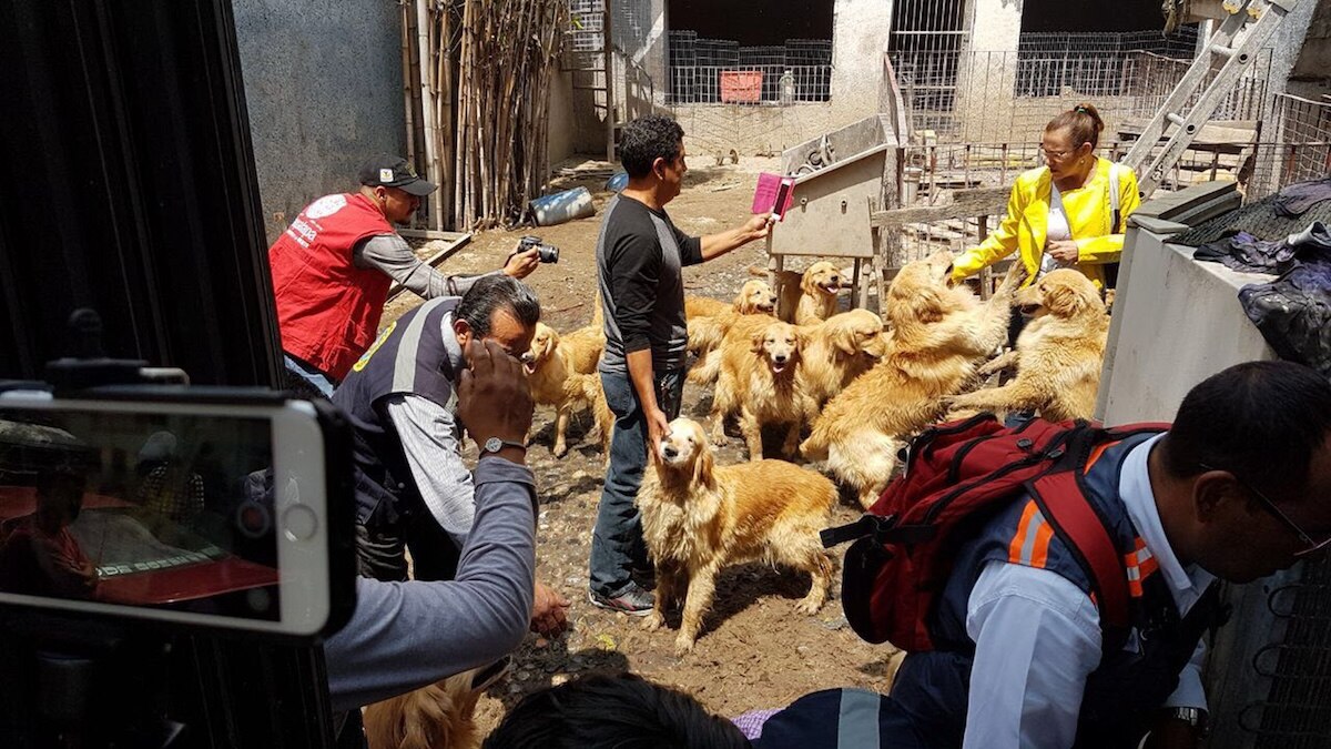 Clausuran criadero ilegal de mascotas; rescatan 22 animales
