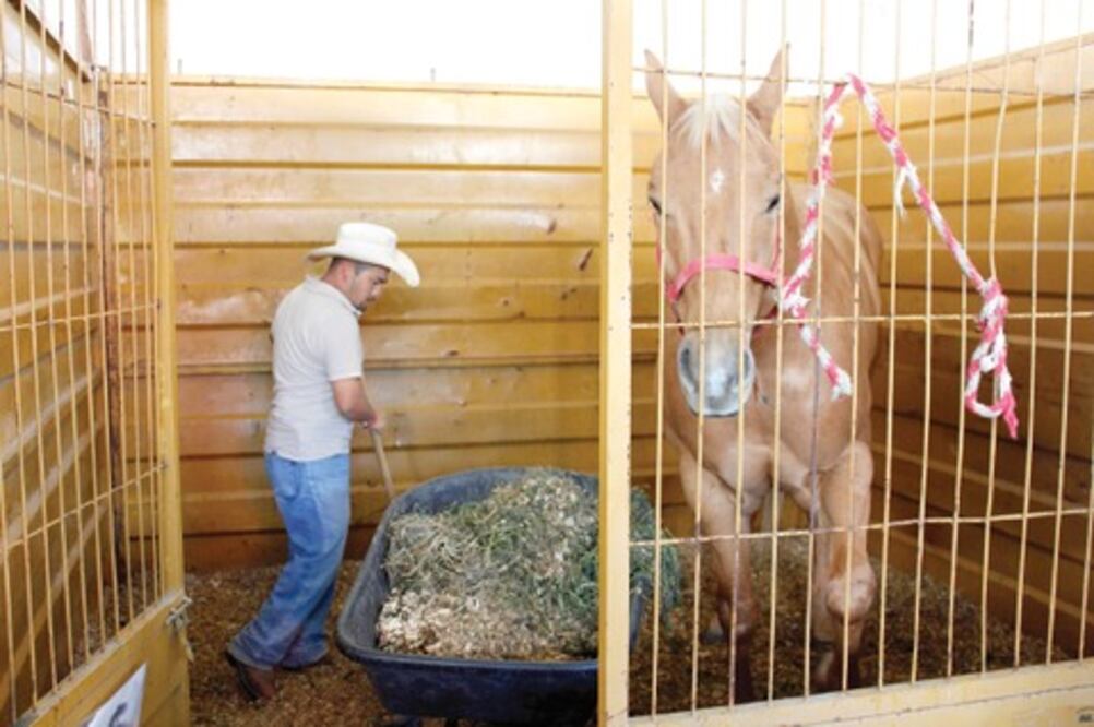 Cuidar animales finos, empleo bien pagado