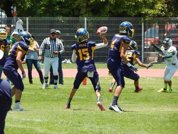 Semana de dominio felino