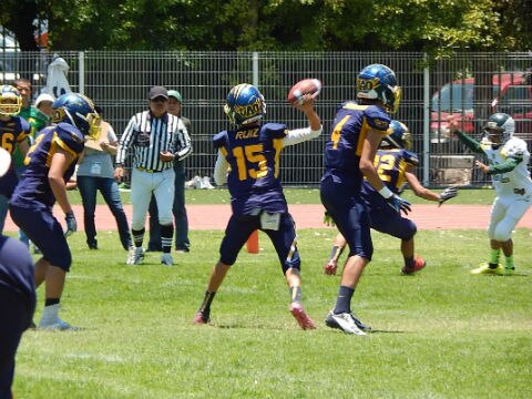 Semana de dominio felino