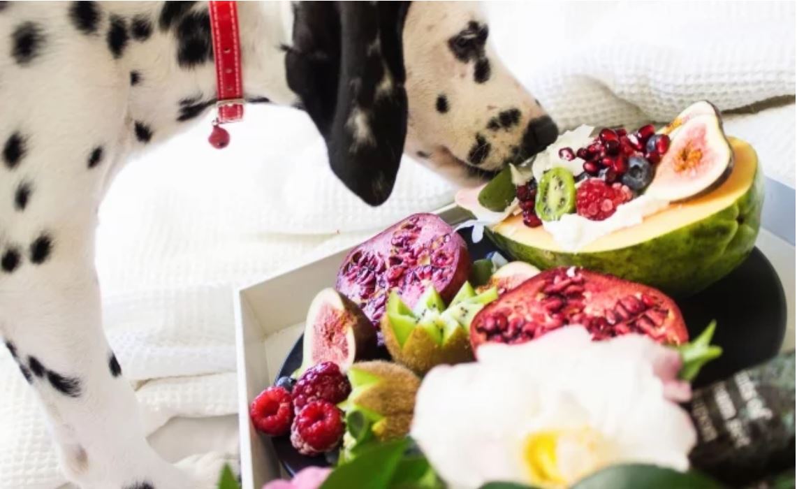 Alimentos que los perros sí pueden comer