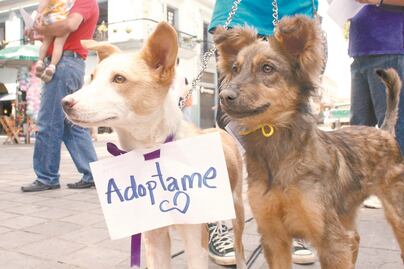 ¿Qué hacen con los cuerpos de los animales sacrificados? Preguntan al municipio de Corregidora 