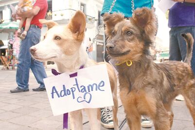 ¿Qué hacen con los cuerpos de los animales sacrificados? Preguntan al municipio de Corregidora