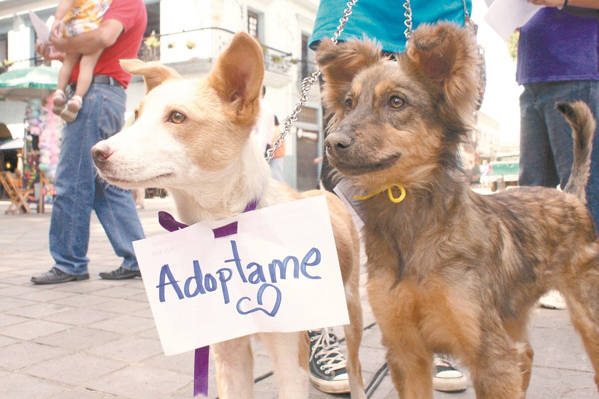 ¿Qué hacen con los cuerpos de los animales sacrificados? Preguntan al municipio de Corregidora