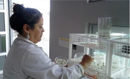 Utilizan el plasma para la producción de alimentos