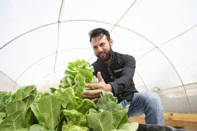 Huerto urbano;cultivan lechugas hidropónicas