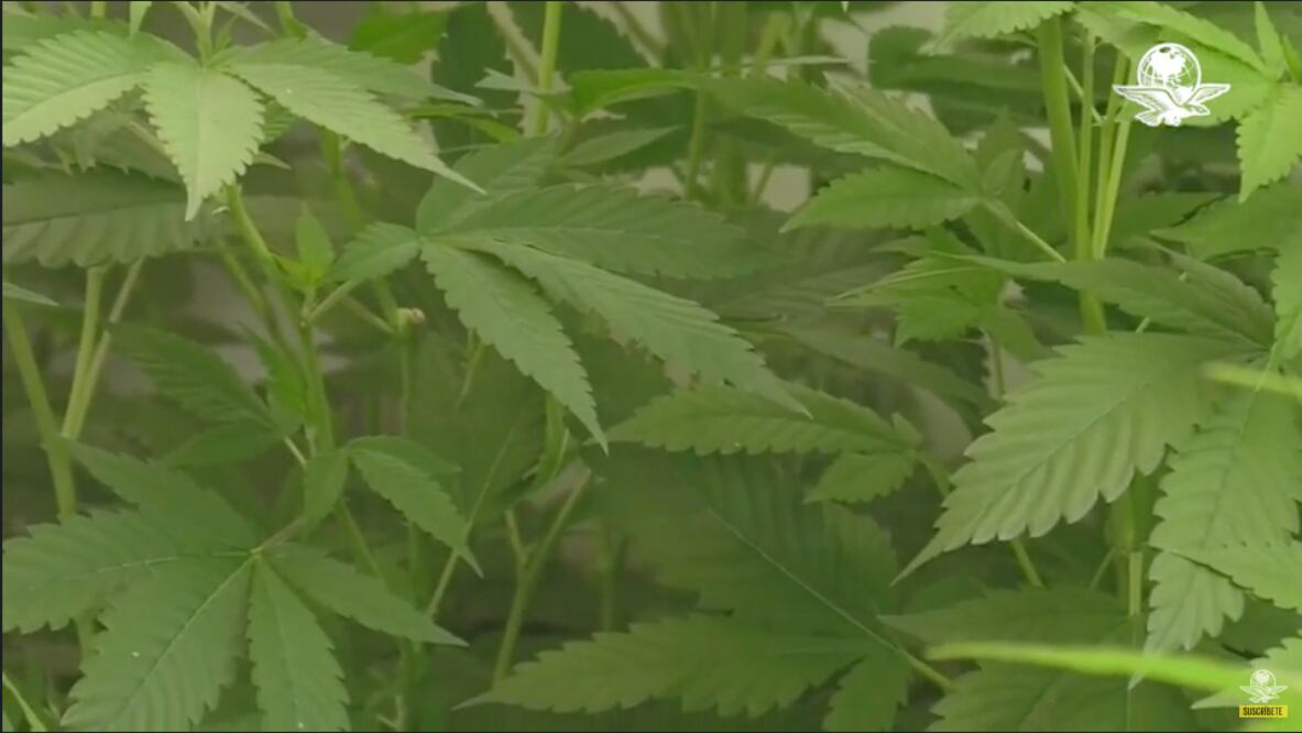 ONU reconoce oficialmente las propiedades medicinales del cannabis