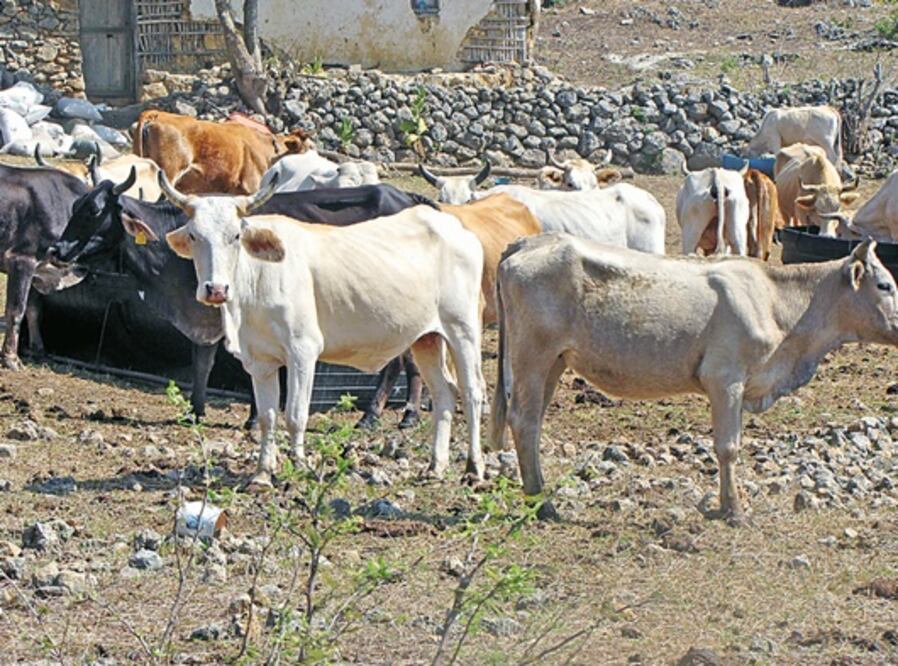 Denuncian hurto de ganado y vehículos