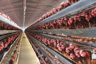 Destinan 175 mdp en producción de huevo