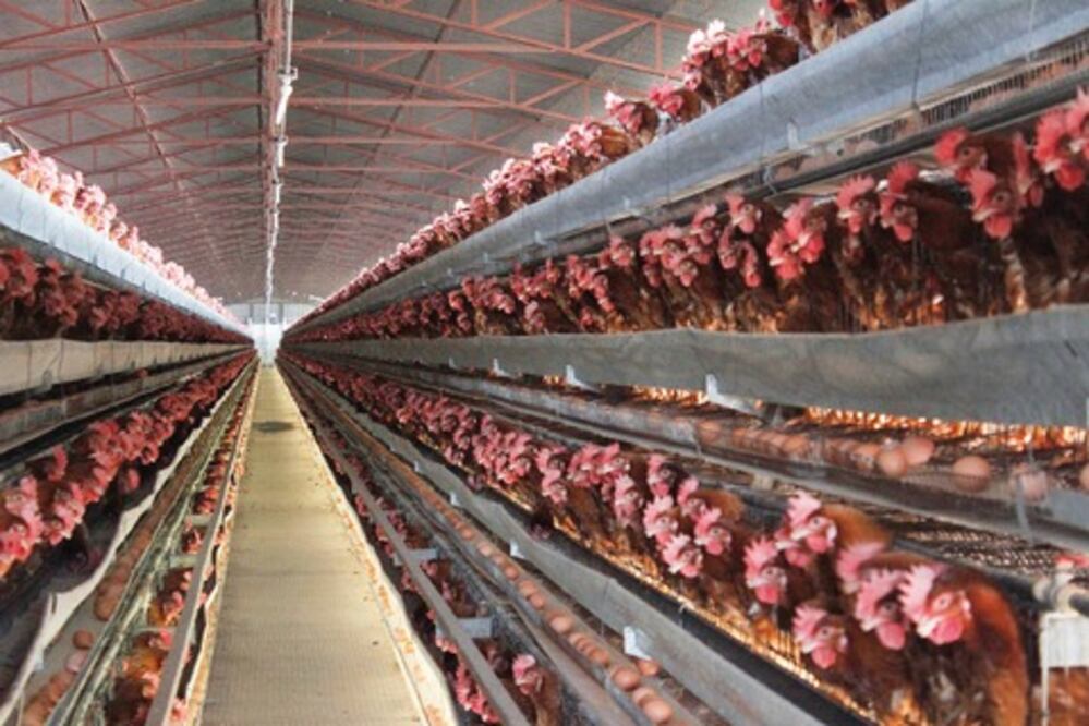 Destinan 175 mdp en producción de huevo