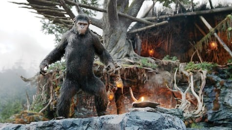Se imponen los simios modernos