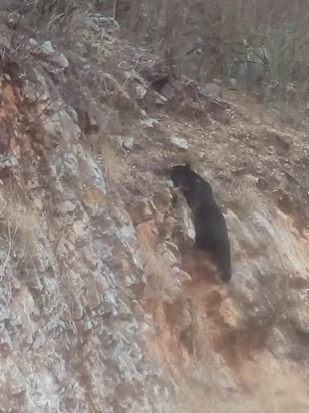 Captan imagen de un oso en la Sierra Gorda 