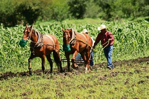 Éxito en el campo por las lluvias