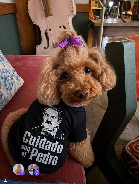 Ofelia, la mascota del cantante Apio Quijano, luce outfit. Instagram ofe.quijano