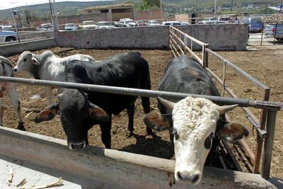 Incrementa robo de ganado en el estado