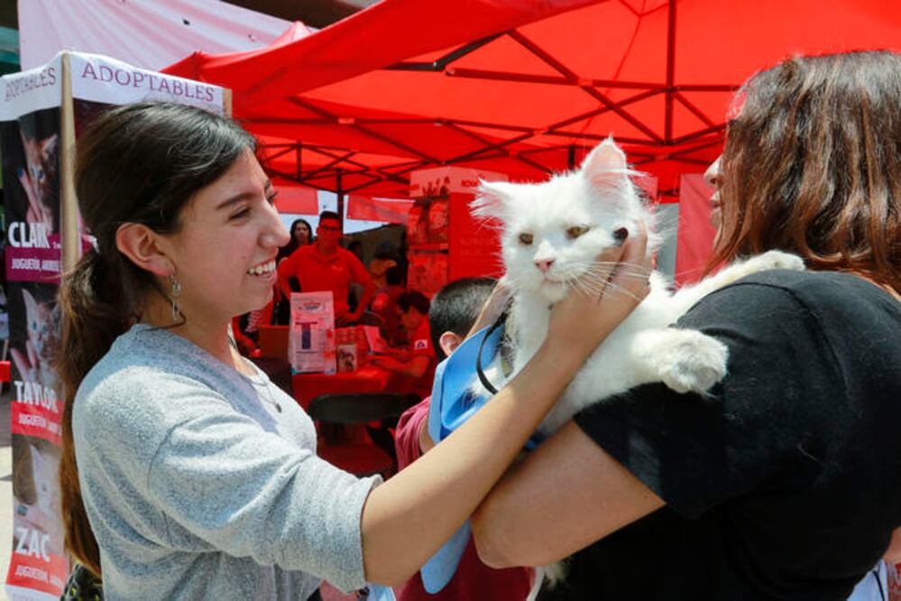 El uso de arneses especiales ha sido de gran utilidad para sacar a pasear a los  gatos de manera segura. / Fotos: Facebook y César Gómez