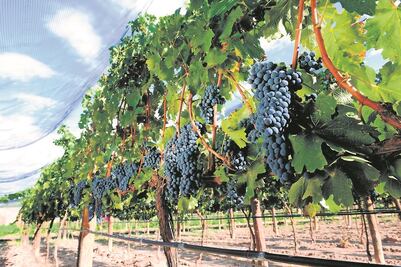 Arranca la temporada de vendimias 2022