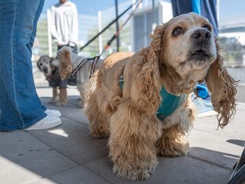 Proponen eliminar el IVA en alimento para mascotas