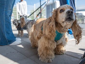 Proponen eliminar el IVA en alimento para mascotas