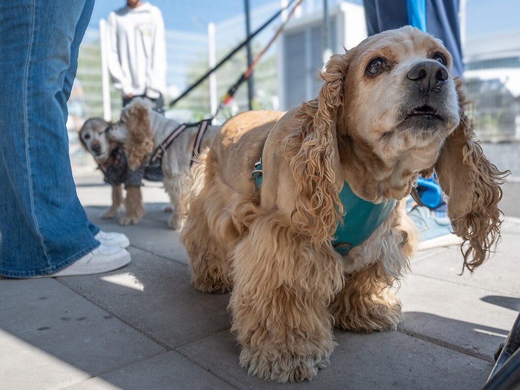 IVA cero en alimento para mascotas. Foto: Facebook CAAM El Marqués
