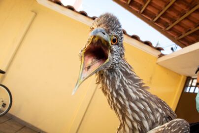 Resguardan ave de especie desconocida; se ubicaba en un domicilio particular