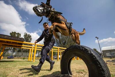 Los perros policías de la SSC, guardianes del orden