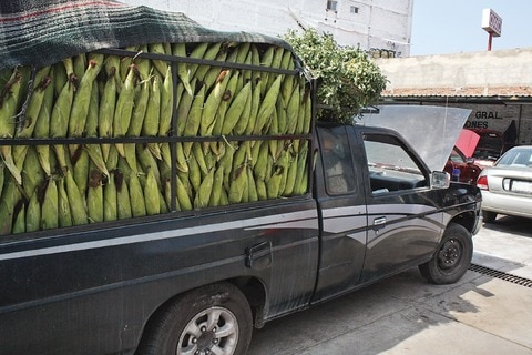 Distribuye elotes frescos de la central