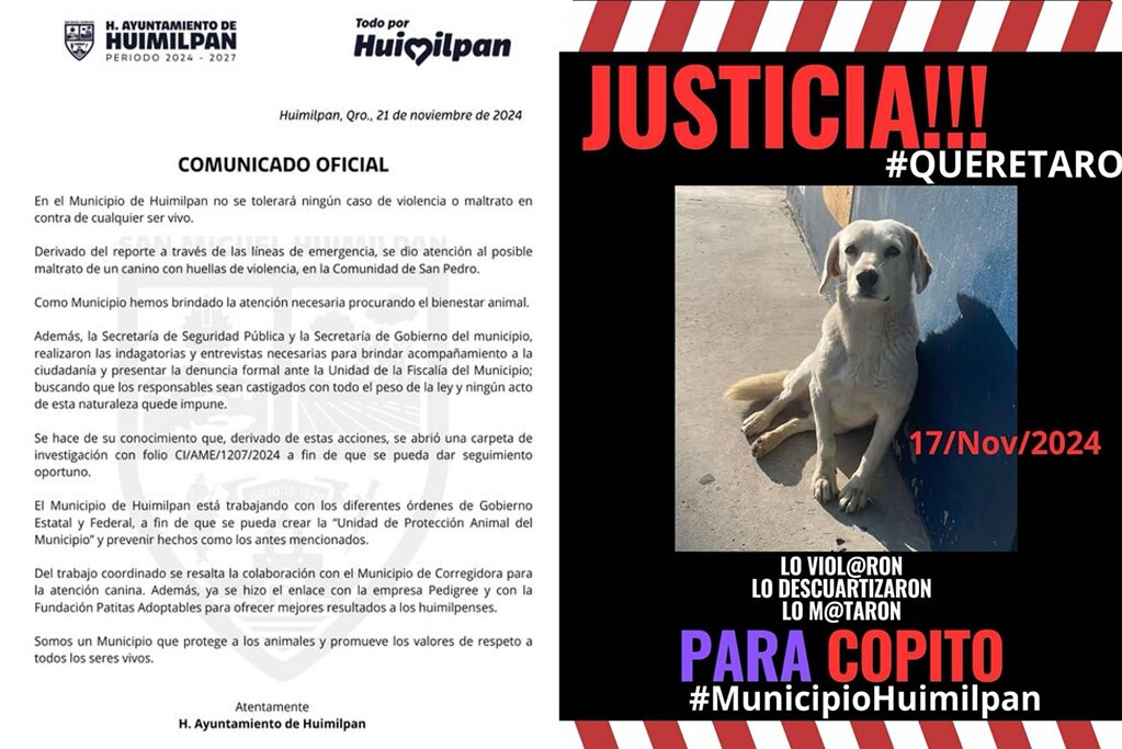 Piden justicia para Copito; el perrito fue agredido en Huimilpan. Foto: Captura de pantalla