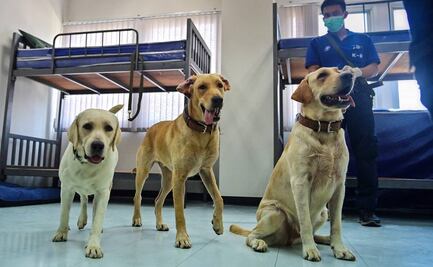 Perros pueden detectar el Covid-19 con precisión de hasta 94%