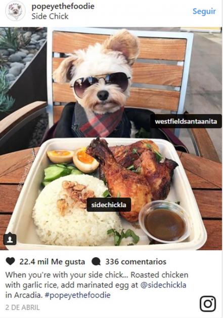 El perrito foodie que está conquistando Instagram