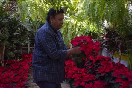 Viveros de Querétaro ya tienen en venta la flor de Nochebuena 