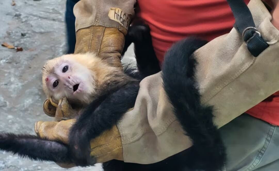 Profepa recibe 10 monos capuchinos que eran trasladados ilegalmente en Tabasco (06/04/2026). Foto: Profepa