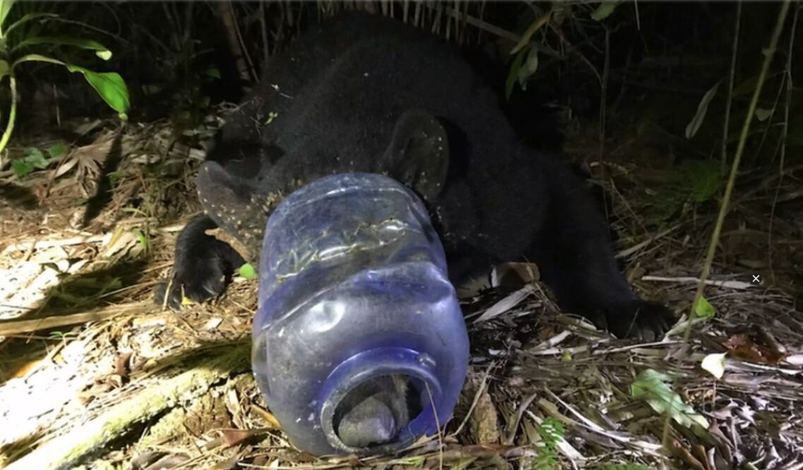 Foto: Captura de pantalla