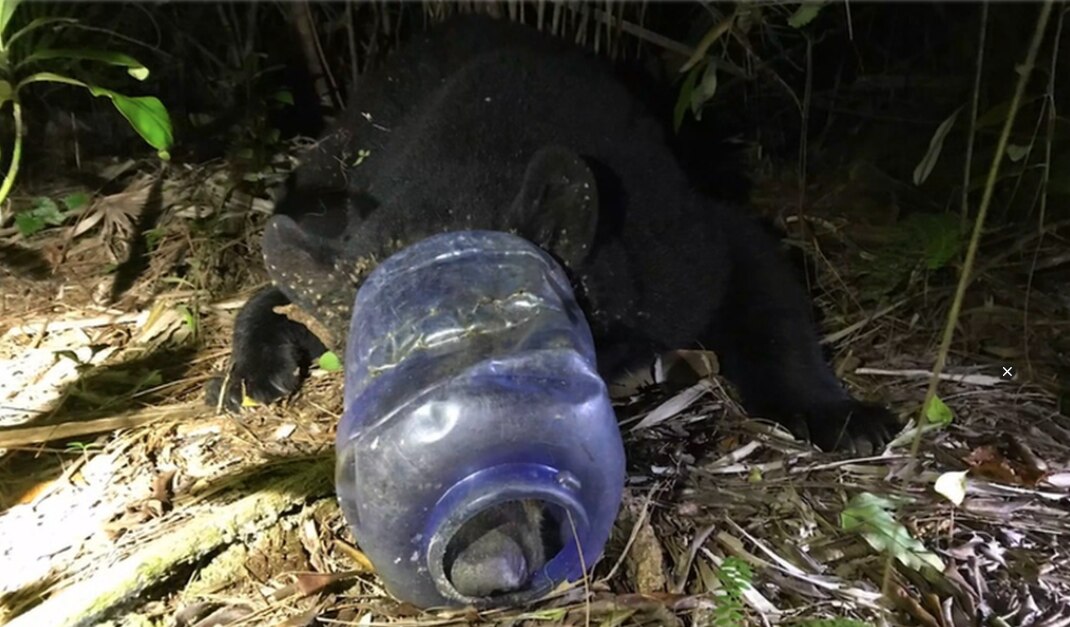 Foto: Captura de pantalla