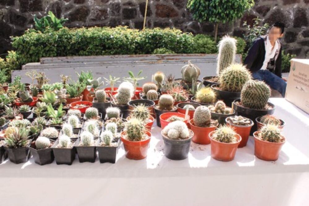 Profepa detiene tráfico de plantas