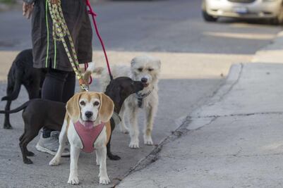 Investigan a paseador de perros por maltrato animal