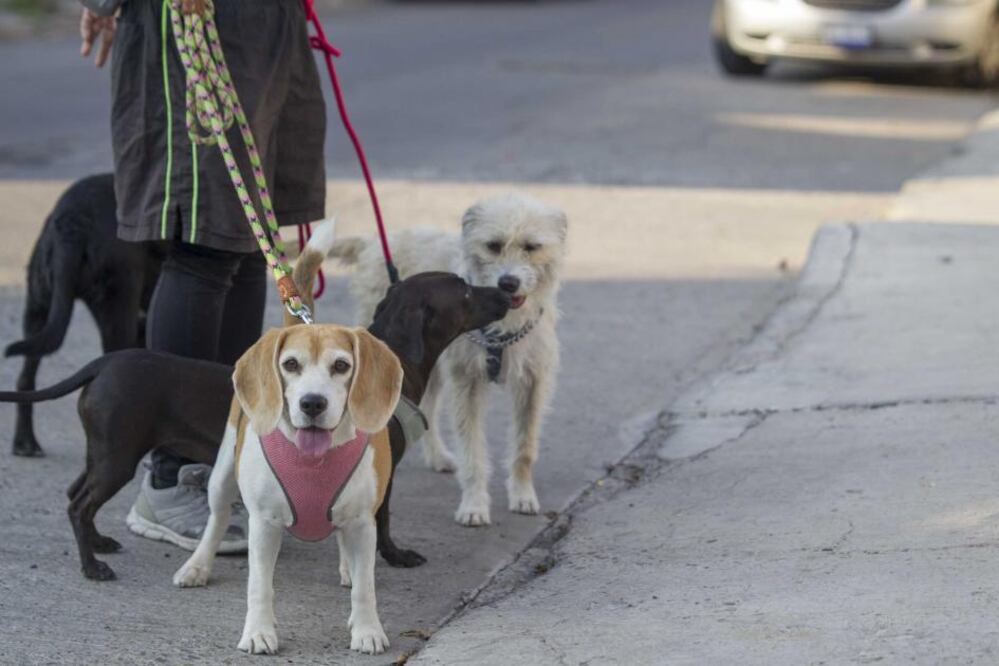 Foto: Archivo El Universal