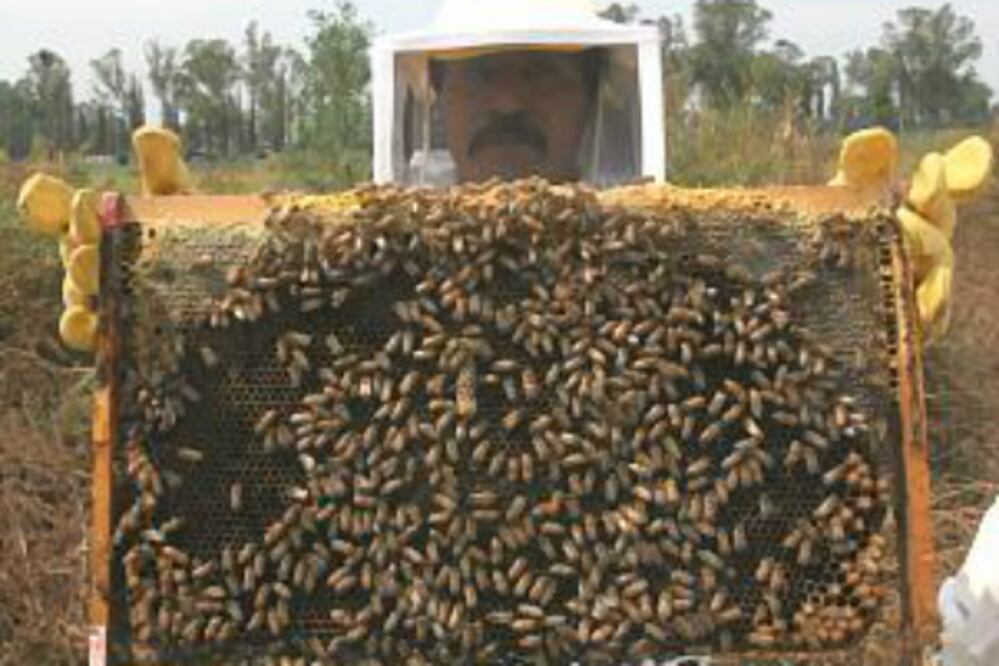 Producción apícola genera 2 mdp al año