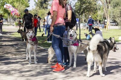Adopción. Animales hallan una familia 