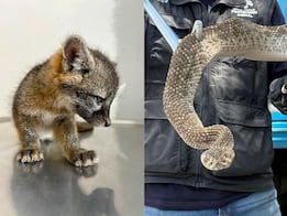 Atiende IMPA reportes de fauna silvestre en El Marqués y Cadereyta