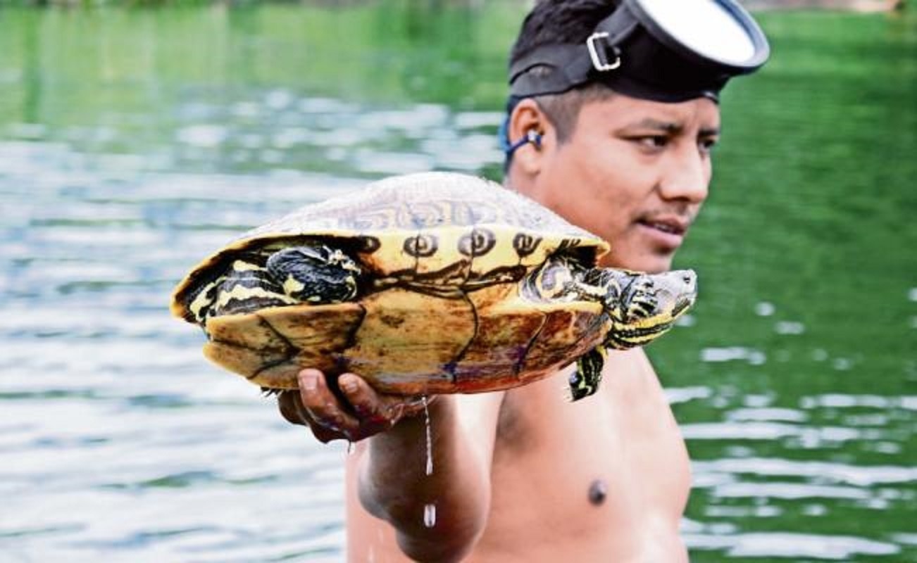 Vigilan tortugas ante caza ilegal