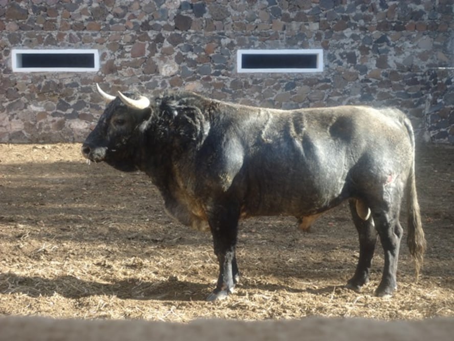 Mañana, El Capea en Provincia Juriquilla